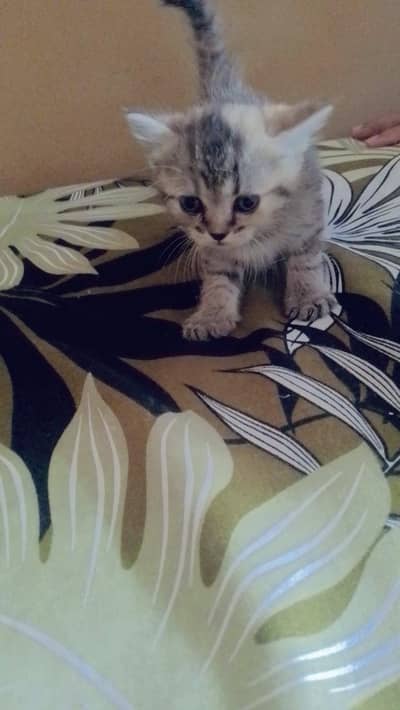 Persian Baby Cats Available
