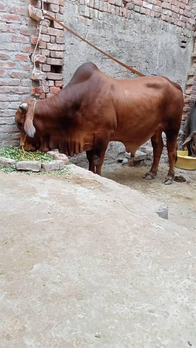 i have a beautiful wachy for sale  different price
