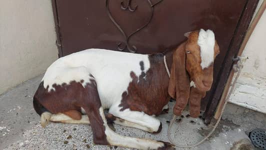 2 Goats reasonable price