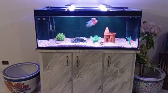 Male Flowerhorn with 4 ft aquarium fish tank