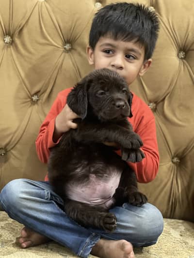 Pedigree Labrador
