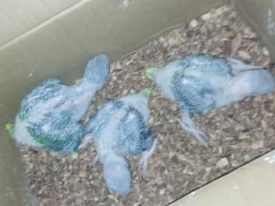raw parrot chicks