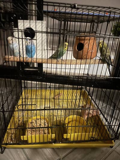 4 Australian parrots for sale with cage