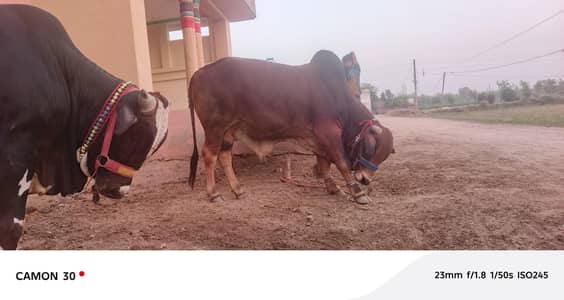 Waccha qurbani 2026