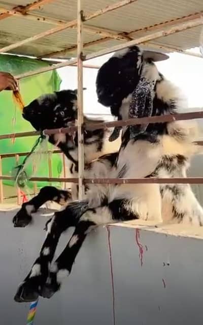 do dant ka bakra