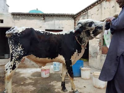 Qurbani Ka Healthy Bail / Daan For Sale