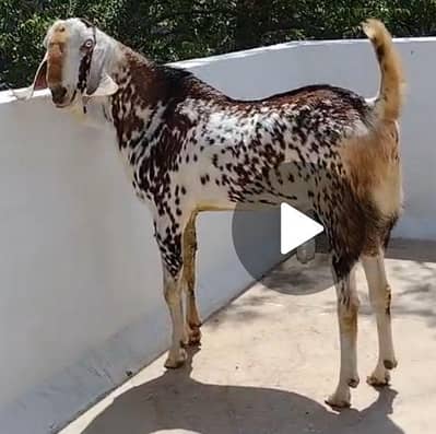 Bakra for sale