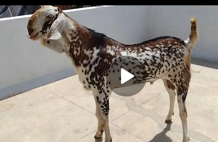 Bakra for sale — photo 2