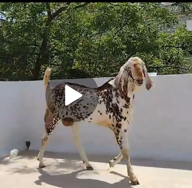 Bakra for sale — photo 3