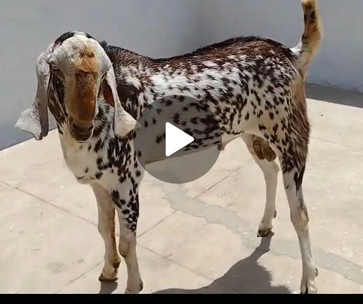 Bakra for sale — photo 4