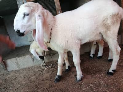 3 sheeps are available for sell