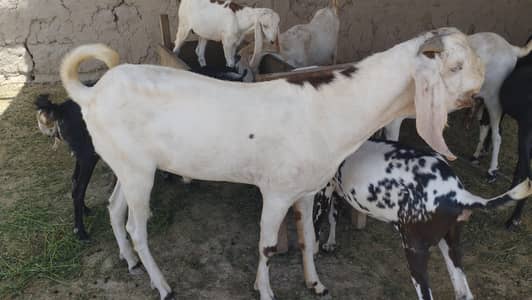 good in fullypoiints for breeding purpose in good structure