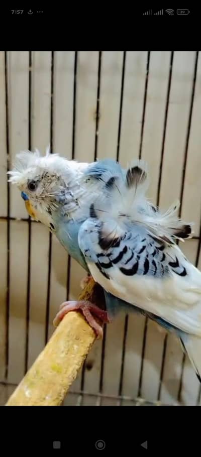 PIED HOGOROMO BREEDER PAIR