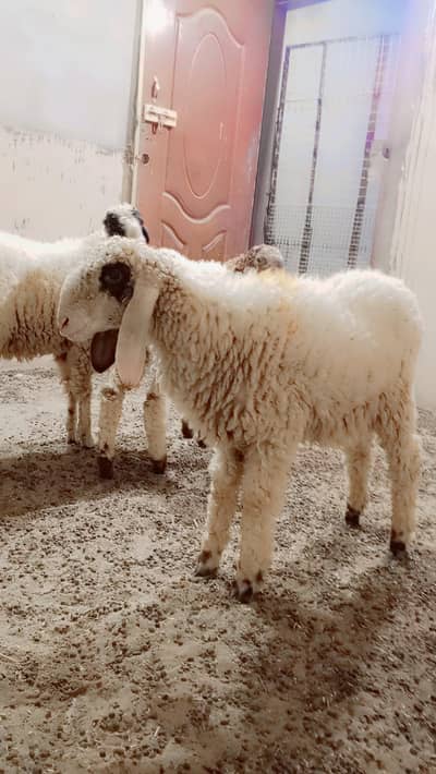 Qurbani ka Dumba For Sell: 0334-3769578.