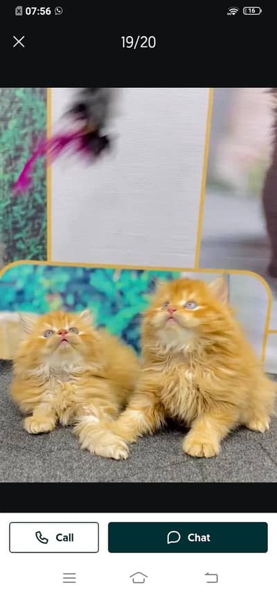 Russian cat for sale male or female my WhatsApp number 03214390746