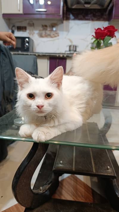 Persian Cats Pair For Sell (urgent)