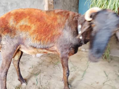 dumba for qurbani