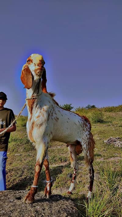 bakra for qurbani