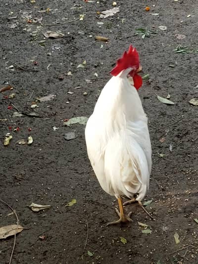 Cocks for sale