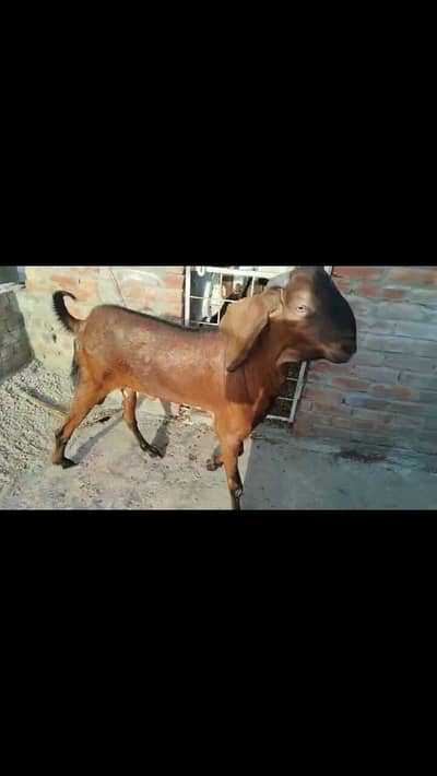 male qurbani bakray pair