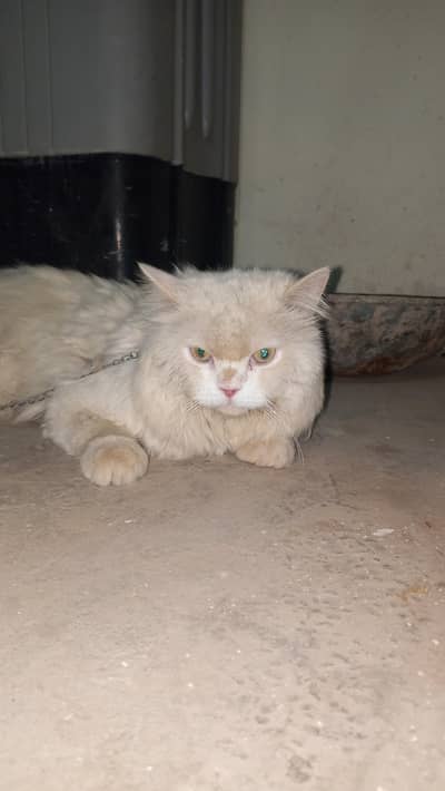 Persin cat