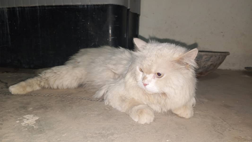 Persin cat 1