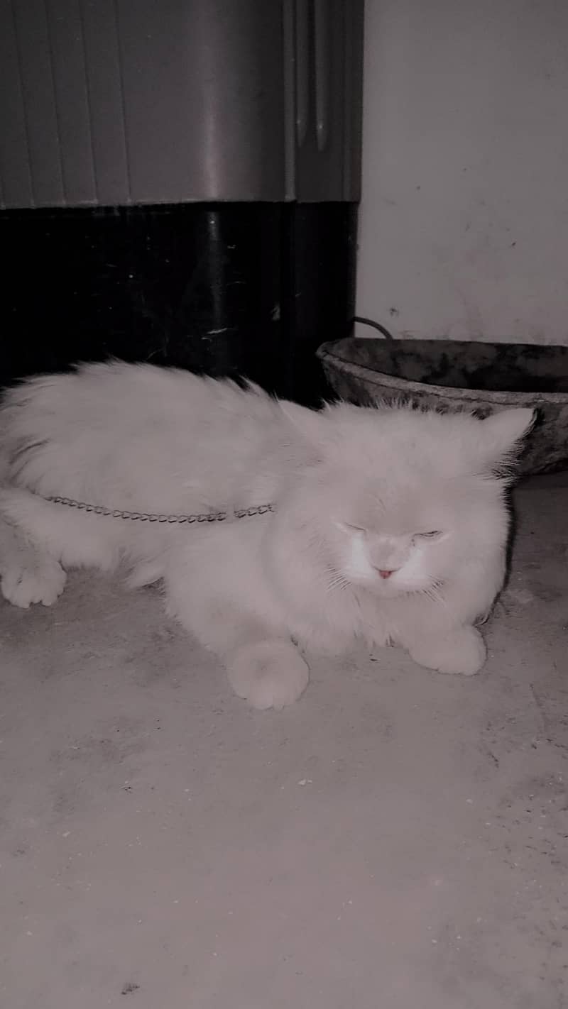 Persin cat 2