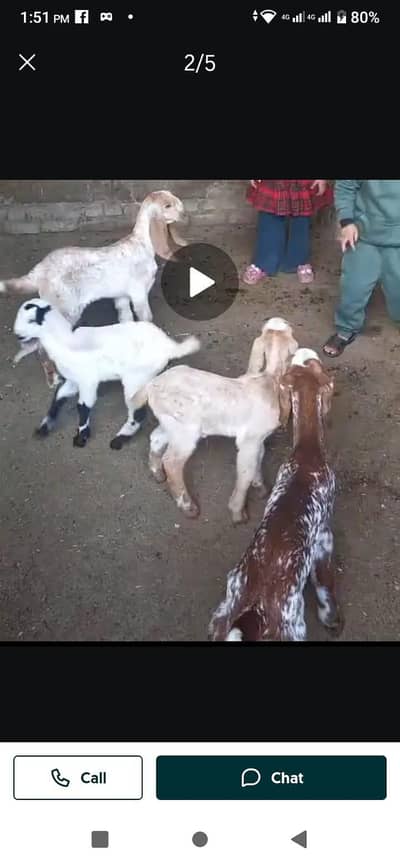 pregnant goats available and Qurbani stock also available