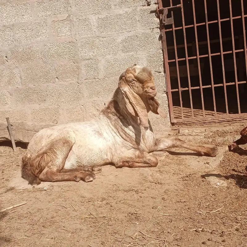 pregnant goats available — photo 2