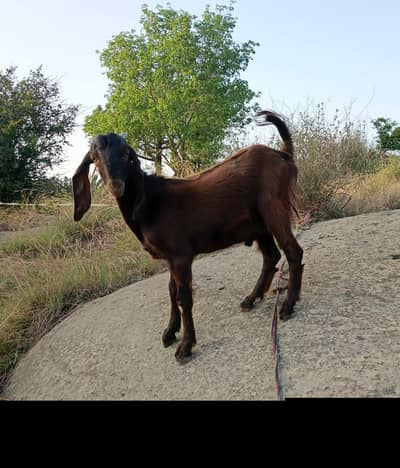 bakra for sale
