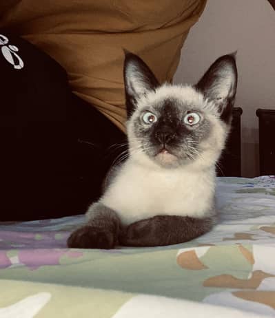 Siamese Himaliyan breed cat active and strong cat