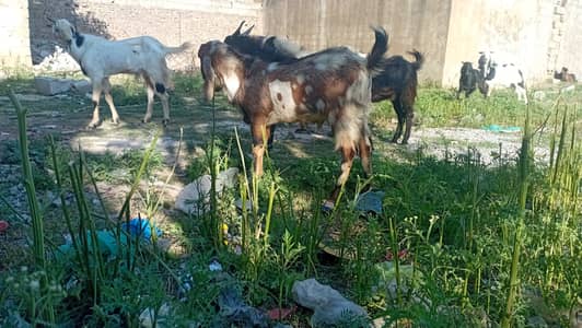 Bakray for sale in tarnol fathe jang road