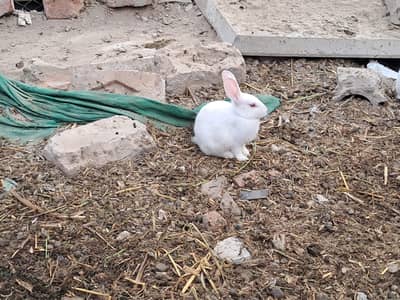 Rabbit 2 month old baby for sale
