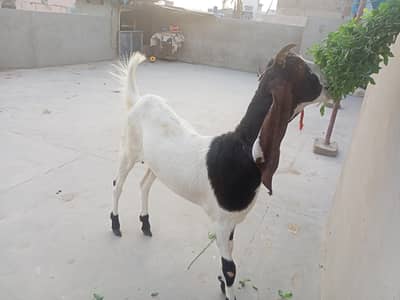 ablak bakri h full healthy