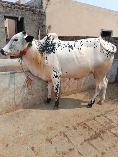 qurbani bull
