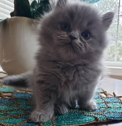 Persian cat