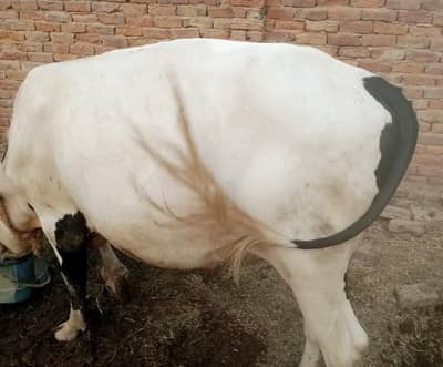 Qurbani ka sehatmand bachra   Strong & Fit
