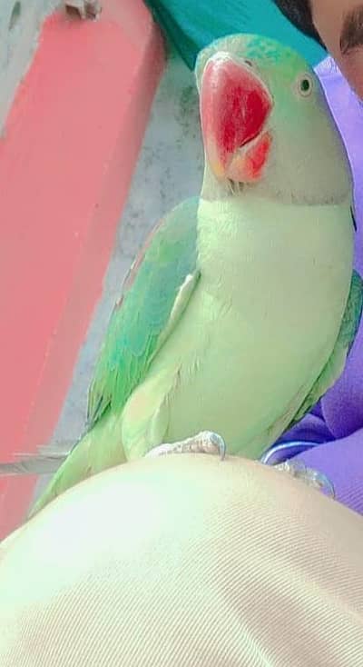 Raw Male