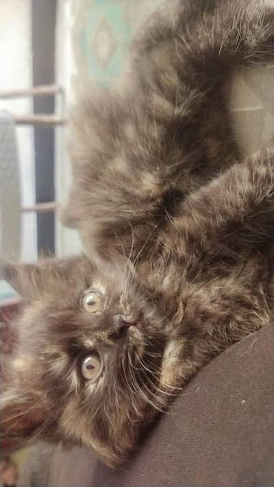 cats for sell