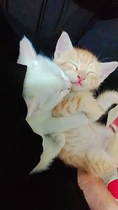 cats for sell