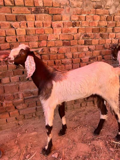 goats for sale