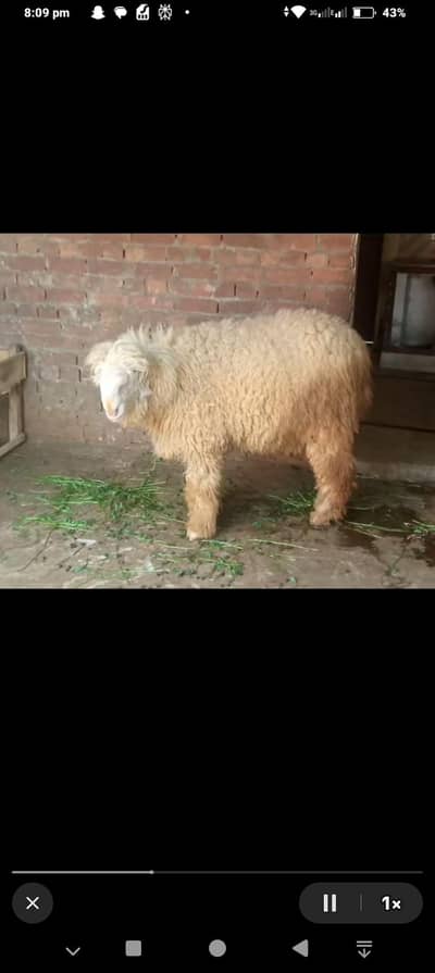 qurbani 2026