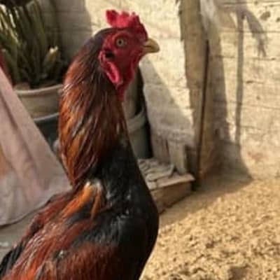 Pure Aseel Rooster 7 Months Healthy & Strong