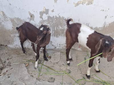  اچھی نسل کی گھر کی پلی ہوئی بکریاں برائے فروخت