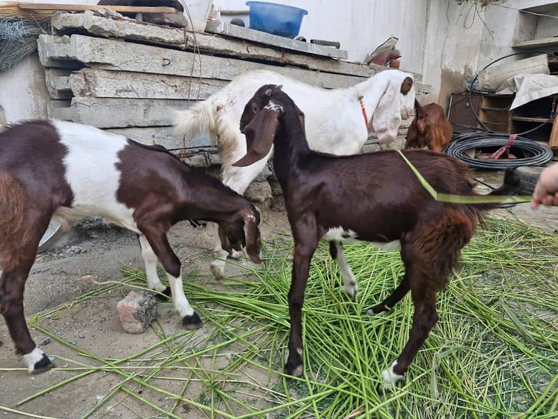  اچھی نسل کی گھر کی پلی ہوئی بکریاں برائے فروخت 1