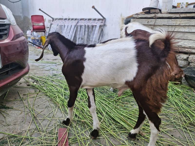  اچھی نسل کی گھر کی پلی ہوئی بکریاں برائے فروخت 2