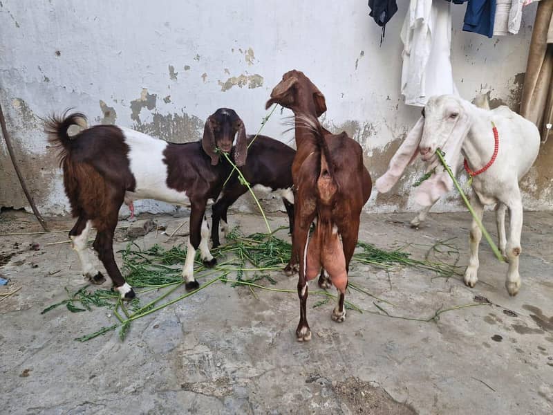  اچھی نسل کی گھر کی پلی ہوئی بکریاں برائے فروخت 3