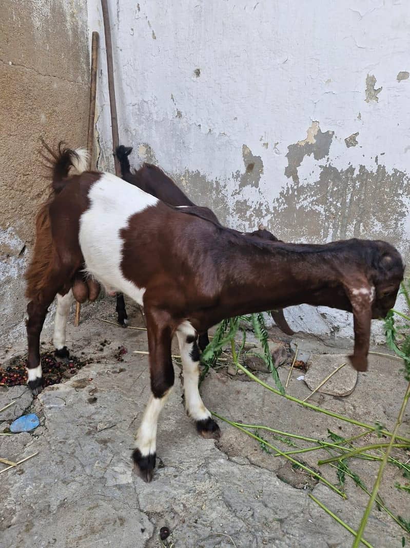  اچھی نسل کی گھر کی پلی ہوئی بکریاں برائے فروخت 4