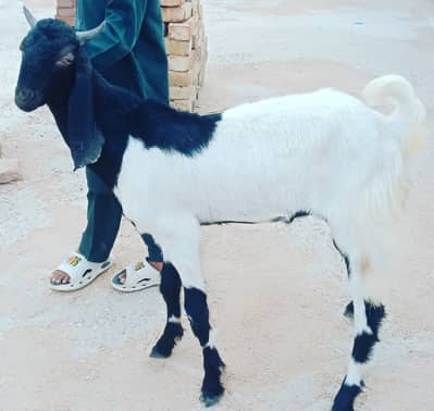 Beautiful Qurbani ka Bakra 2026