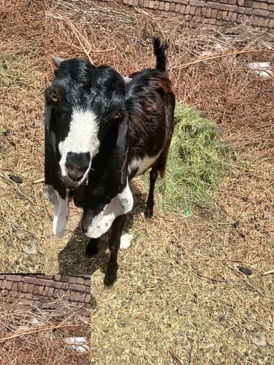 goat with Doeling